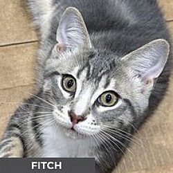 Thumbnail photo of Fitch #1