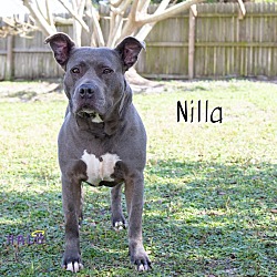 Thumbnail photo of Nilla #4