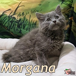 Photo of Morgana