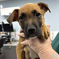 adopt a pet