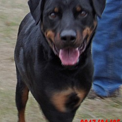 Thumbnail photo of Duke (95 lb) Big, Sweet Boy! #1