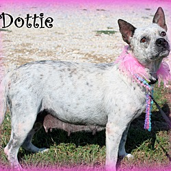 Thumbnail photo of Dottie #2