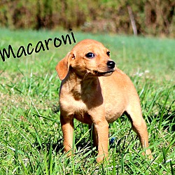 Thumbnail photo of Macaroni~adopted! #4