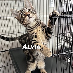 Photo of Alvin