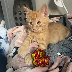 Thumbnail photo of Ferb - kitten #1