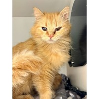 adopt-pet