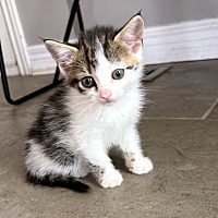 adopt-pet