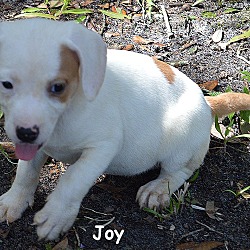 Thumbnail photo of Joy #3