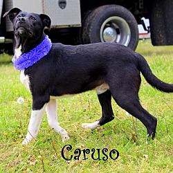 Thumbnail photo of Caruso~adopted! #2