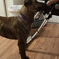 22 Cat Rescue Bay Area Ca Photos