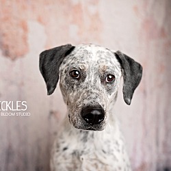 Photo of Speckles