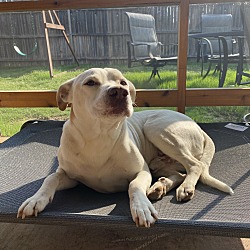 Photo of Colt