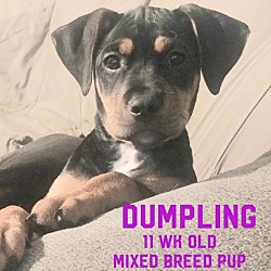 Thumbnail photo of Dumpling #1