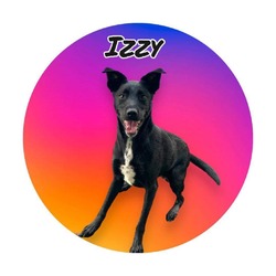Thumbnail photo of Izzy #2