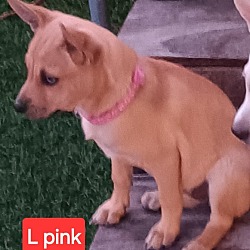 Photo of L pink