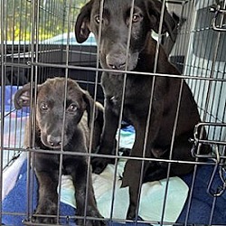 Thumbnail photo of Male black lab pup #2