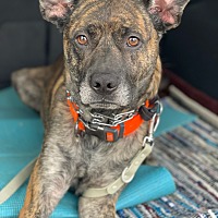 adopt a pet