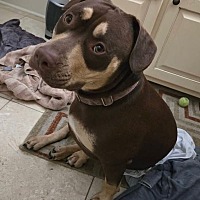 adopt a pet