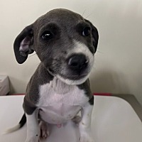 adopt a pet