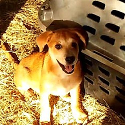 Thumbnail photo of Sassy (adoption pending) #2
