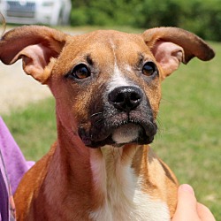 Thumbnail photo of Boonie~adopted! #1
