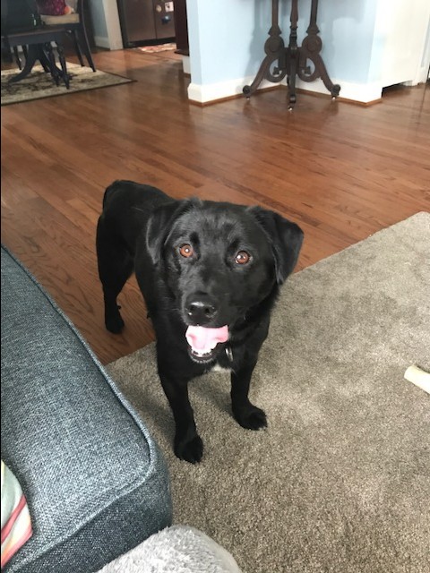 Baltimore Md Labrador Retriever Meet Charlie A Pet For Adoption