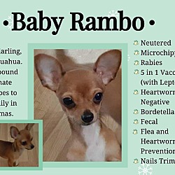 Photo of Baby Rambo