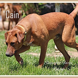 Thumbnail photo of Cain #1