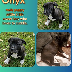 Thumbnail photo of Onyx 1 #3