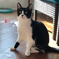 Photo of Bessie (meet me in the Adoption Room!)