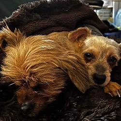 bonded pet photo