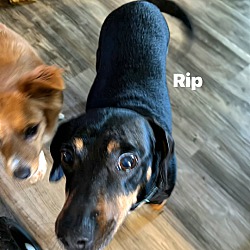 Thumbnail photo of Rip #2