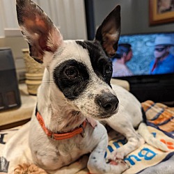 Thumbnail photo of LuLu~adopted! #2