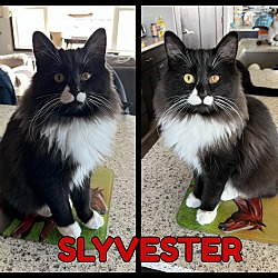 Thumbnail photo of Slyvester & Shimmer #3