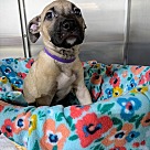 Adopt A Pet :: Lola Lafonda - Lancaster, OH