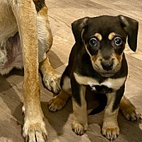 adopt a pet