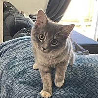 adopt a pet
