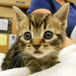 Thumbnail photo of Bobcat #1