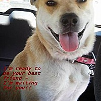 adopt a pet