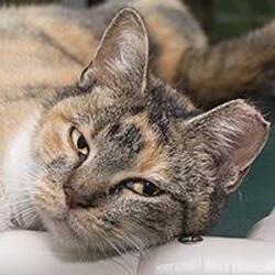 Houston, TX - Domestic Shorthair. Meet CHERRY a Pet for ...