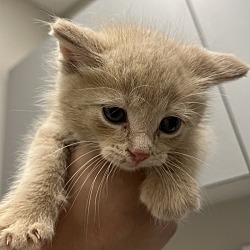 Photo of Peach