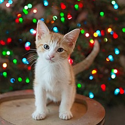 Photo of Simon