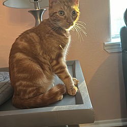 Photo of Simba (brother of Tiger)