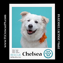 Thumbnail photo of Chelsea 061723 #2
