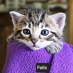 Photo of Felix At Blu Berry Adoption Event