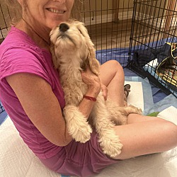 Thumbnail photo of Honey - Goldendoodle puppy #3