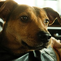 adopt a pet
