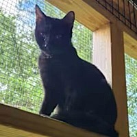 adopt-pet