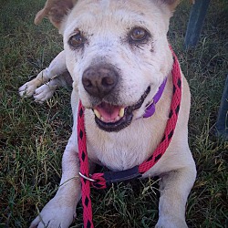 bonded pet photo