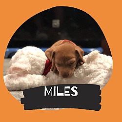 Thumbnail photo of Miles #2